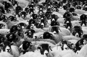 26 sheep flock