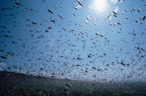 29 swarm of locusts