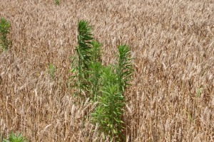 40 Horse weeds wheat