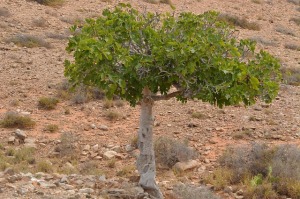 42 fig tree